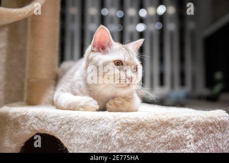 Die britische Kurzhaarkatze, Silber-Schokolade Farbe, liegt auf einem weichen Bett, der Hintergrund hat schönes Bokeh, Es sieht nach rechts Stockfoto