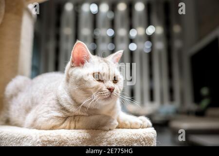 Die britische Kurzhaarkatze, Silber-Schokolade Farbe, liegt auf einem weichen Bett, der Hintergrund hat schönes Bokeh, Es sieht nach rechts Stockfoto