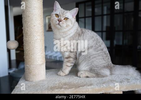 Die britische Kurzhaarkatze Silver-chocolate color sitzt auf einem Spielzeugset, das zum Spielen verwendet wurde Stockfoto