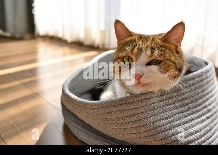 Männliche Scotch Falte Weiße Streifen, drei Farben, liegend in Matratze aus Stoff durch Stricken, das Licht schien durch das Fenster. Stockfoto