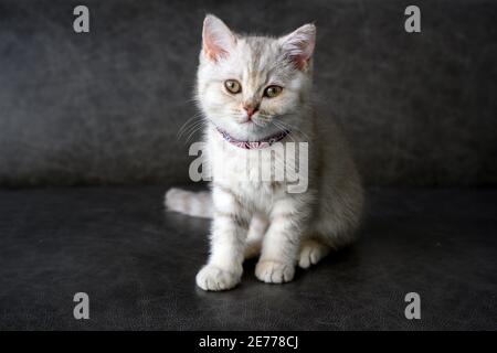 Britische Kurzhaar-Kätzchen, Schattierungen von silbergrau, liegen auf dem dunkelgrauen Sofa im Haus, hübsches Gesicht und gute Blutlinie. Stockfoto