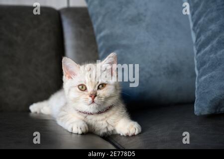 Britische Kurzhaar-Kätzchen, Schattierungen von silbergrau, liegen auf dem dunkelgrauen Sofa im Haus, hübsches Gesicht und gute Blutlinie. Stockfoto