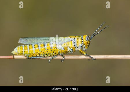 Panther-gepunktete Grasshopper-Hündin, Poecilotettix pantherinus, Acrididae. Stockfoto