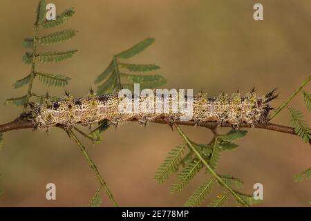 Buck Moth Larve, Hemileuca tricolor, Saturniidae. Fütterung von Weißdornakazie, Acacia constricta, Fabaceae. Länge 55 mm. Stockfoto