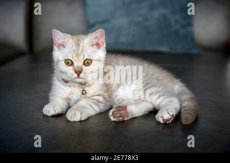 Britische Kurzhaar-Kätzchen, Schattierungen von silbergrau, liegen auf dem dunkelgrauen Sofa im Haus, hübsches Gesicht und gute Blutlinie. Stockfoto