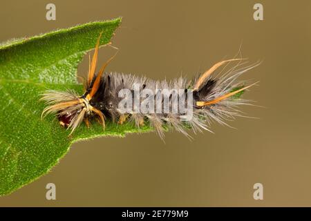 Tigermoth Larve, Halysidota davisii, Arctiidae. Länge 20 mm. Fütterung von Hackberry. Wie 15081581-15081593 auf 8-26-15, 15090243-15090248 auf 9-5-15 Stockfoto