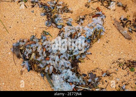 Blauflaschen oder portugiesischer Mann o Krieg liegen auf dem Sand an einem Sydney Strand, NSW, Australien, bekannt für ihre stechenden Tentakeln Stockfoto