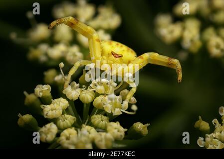 Krabbenspinne auf Petersilienpflanze Stockfoto
