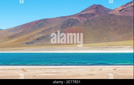 Panorama der Miscanti Lagune mit ruhenden Vicuna (vicugna vicugna), Atacama Wüste, Chile. Stockfoto