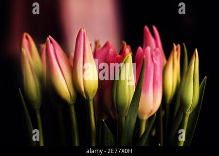Echte rosa Tulpenknospen auf dunklem Hintergrund für Crew vorhanden Stockfoto