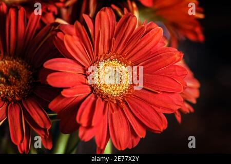 Hübsche rotbraune Gerbera aus der Nähe auf tiefem dunklen Hintergrund Stockfoto