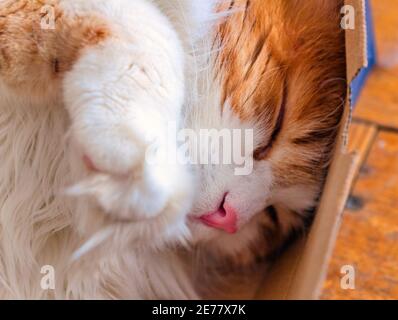 Hübsche Erwachsene rote Katze schläft in Box groß zum Entspannen Stockfoto