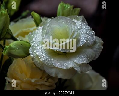 Ziemlich frische weiße blühende Eustoma Blume mit klaren Wassertropfen Stockfoto