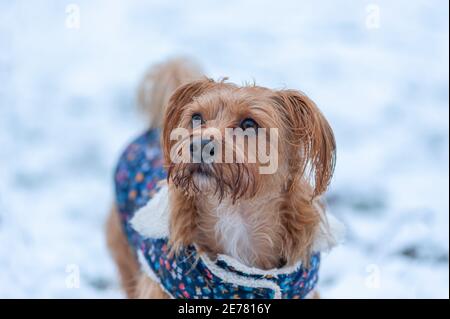 Nahaufnahme eines Yorkshire Terrier im Schnee Stockfoto