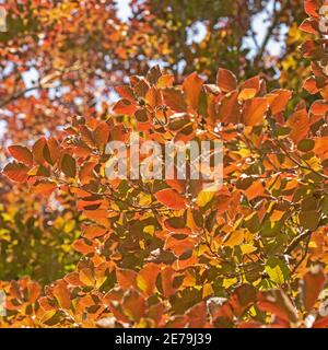 Kupferbuche, Fagus sylvatica, im Frühsommer Stockfoto