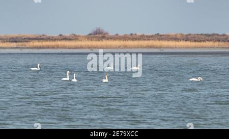 Wilde Schwäne auf dem See Stockfoto