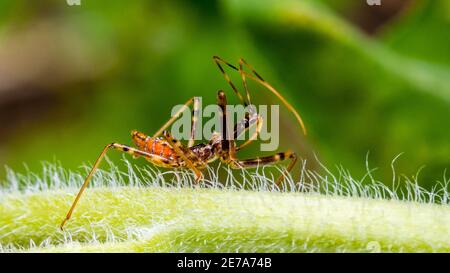 Ein Damselwanzen im Garten gefunden Stockfoto