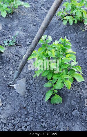 Gärtner ziehen Unkraut mit einer Hacke in der Kartoffel. Junge Kartoffelpflanze, die auf dem Boden wächst. Kartoffelbusch im Garten. Stockfoto