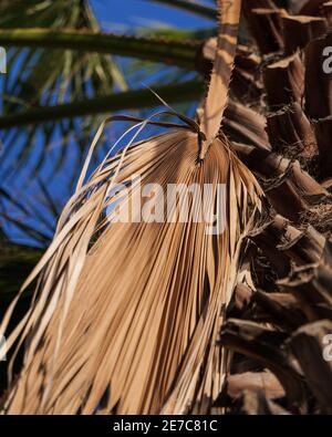 Getrocknetes Palmblatt, das im Sonnenlicht auf der Palme hängt Stockfoto