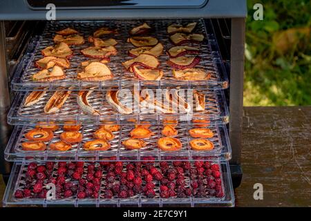 Getrocknete Früchte-Äpfel, Bananen, Aprikosen und Kirschen auf Kunststoff-Paletten in einem Haus elektrischen Dehydrator Stockfoto