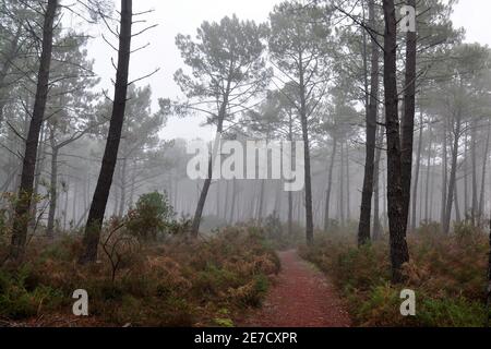 Frankreich, Aquitaine, ein nebliger Morgen im Wald des Landes, wenn der Nebel sich vor dem Sonnenaufgang zu zerstreuen versucht. Stockfoto