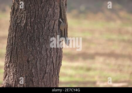 Ein Eichhörnchen auf der Rinde eines Baumes sitzen sehen, indien-Asien Stockfoto