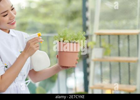 Frau kümmert sich um Pflanzen in ihrem Haus, Bewässerung einer Pflanze mit reinem Wasser. Stockfoto