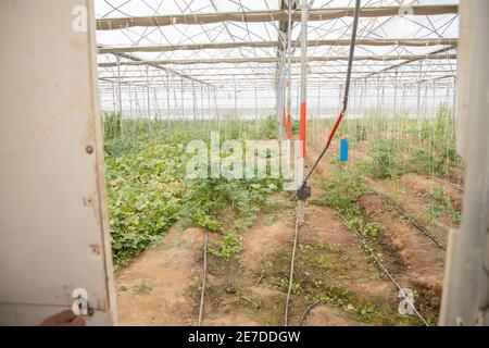 Getreide und Gemüse wächst in großen industriellen Gewächshaus oder Poly House. Moderne Landwirtschaft und in indien. Stockfoto