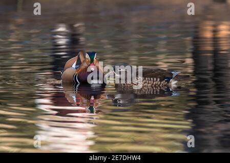 Ein Paar Mandarin (Aix galericulata) beim Schwimmen Stockfoto