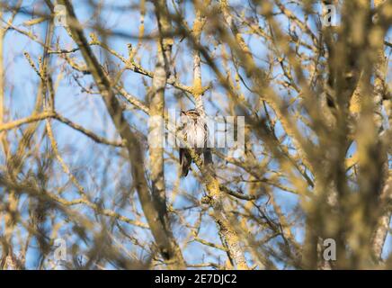 Rotflügel (Turdus iliacus) thront in einem Baum Stockfoto