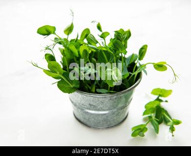 Tasse mit grünen Sprossen der gekeimten Samen der Erbsen auf Eine Tabelle Stockfoto