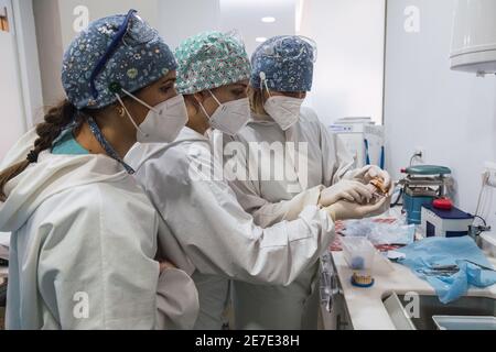 Ärzte untersuchen eine Zahnform. Drei Ärztinnen. Zahngesundheit Konzept Stockfoto