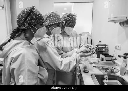 Ärzte untersuchen eine Zahnform. Drei Ärztinnen. Schwarz und Weiß. Zahngesundheit Konzept. Rauschen. Stockfoto