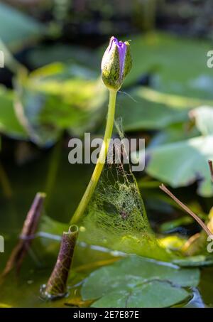 Die geschlossene Blume der Seerose im Teich. Stockfoto