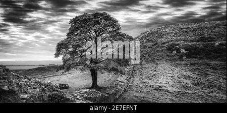 Sycamore Gap, Hadrians Wall, Northumberland Stockfoto