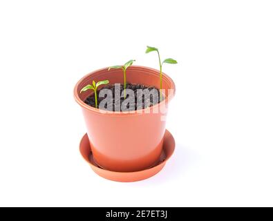 Gekeimte Mandarinen in einem Blumentopf aus nächster Nähe auf weißem Hintergrund. Grüne Mandarinenpflanzen. Stockfoto