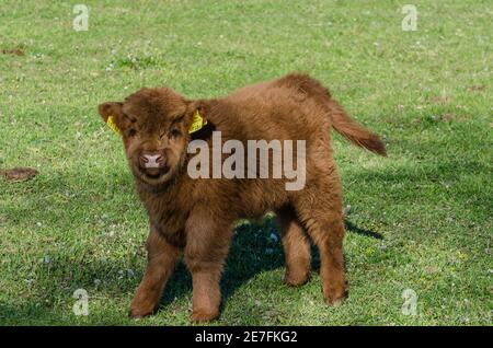 Kleines Baby Hochland Vieh auf einer Wiese Stockfoto