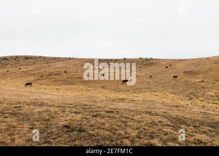 Die Herde der Kühe auf der Wiese im Herbstmorgen Stockfoto