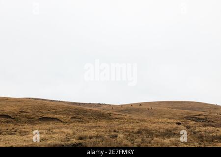 Die Herde der Kühe auf der Wiese im Herbstmorgen Stockfoto