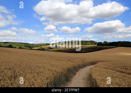 Fußweg durch Gerstenfeld im Sommer bei Boughton Aluph, Ashford, Kent, England, Großbritannien Stockfoto