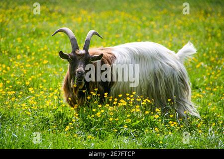 Eine Ziege mit beeindruckenden Hörnern steht auf einer Wiese mit gelben Blüten. Stockfoto