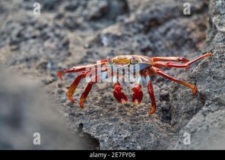 Red Rock Crab , Grapsus grapsus, auch bekannt als Sally Lightfoot Crab sitzt auf den Lavafelsen der galapagos-Inseln, Ecuador, Südamerika Stockfoto