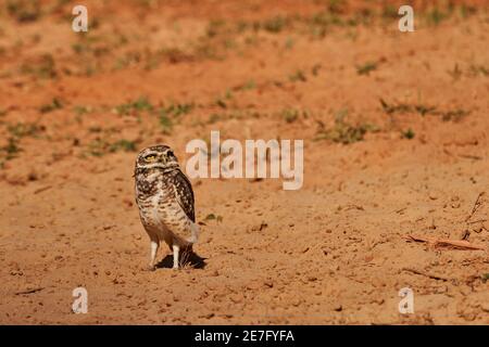 Grabende Eule, Athene cunicularia, die in ihrer Höhle im Pantanal sitzt, kann die kleine, langbeinige Eule in Grasland, Rangeland, Landwirtschaft gefunden werden Stockfoto