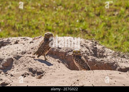 Grabende Eule, Athene cunicularia, die in ihrer Höhle im Pantanal sitzt, kann die kleine, langbeinige Eule in Grasland, Rangeland, Landwirtschaft gefunden werden Stockfoto