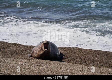 Mirounga, Elefantenrobbe liegt am felsigen Strand der Halbinsel Vlades in Argentinien. Groß eine massive Robbe, die auf Peilern am atlantischen Ozean liegt mit Stockfoto