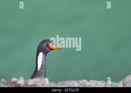 Phalacrocorax gaimardi ist ein rotbeiniger Kormoran mit hypnotischen blauen gespritzten Augen, sitzend in der Felswand der Klippen zu Puerto deseado an der Umkleide Stockfoto