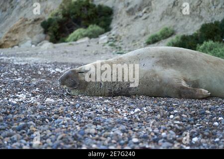 Mirounga, Elefantenrobbe liegt am felsigen Strand der Halbinsel Vlades in Argentinien. Groß eine massive Robbe, die auf den Peilern am atlantischen Ozean liegt Stockfoto