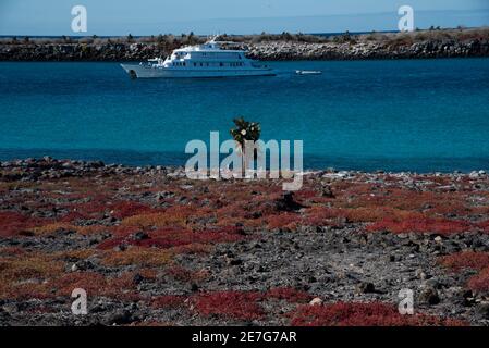 Coral 1 Kreuzfahrtschiff vor Anker an roten Galapagos Teppich Unkraut bedeckt Küste der flachen Insel South Plaza in der Galapagos Archipel. Stockfoto