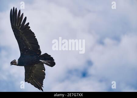 Andenkondor Vultur gryphus, der über den Colca Canyon in den peruanischen Anden bei Arequipa schweben soll. Andenkondor ist der größte fliegende Vogel im w Stockfoto