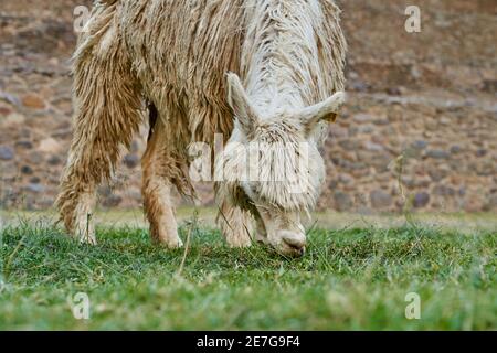 Weißer lama, Llama, Lama glama, grasen in den alten inka-Ruinen von ollantaytambo im heiligen Tal entlang des flusses urubamba, Peru, Südamerika Stockfoto